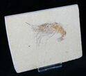 XL Fossil Shrimp - Lebanon #14024-2